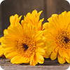 Calendula Extract